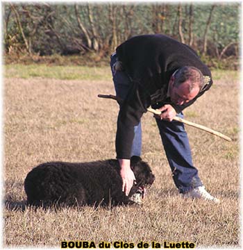 le bouvier des flandres et les oies - Elevage du CLOS DE LA LUETTE - COPYRIGHT DEPOSE